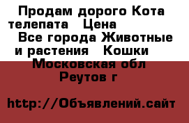  Продам дорого Кота-телепата › Цена ­ 4 500 000 - Все города Животные и растения » Кошки   . Московская обл.,Реутов г.